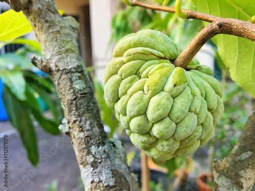 Sugar apple (Annona squamosa) is a tropical fruits in Thailand. The sweetsop is a similary custard apple (Annona reticulata). photo