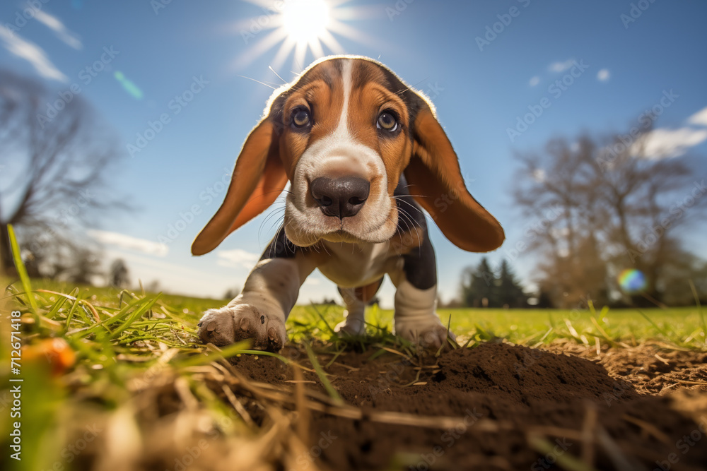Playful Basset Hound Puppy at Sunset