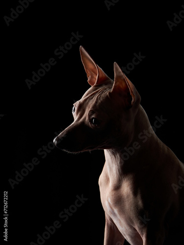 graceful American Hairless Terrier dog poses against a stark black backdrop, its profile highlighted by subtle lighting © annaav
