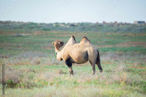 Adult brown camel walking and eating in the steppe