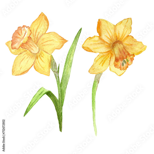 Set beautiful spring flowers, daffodils, leaves. Watercolor hand drawn illustration for design
