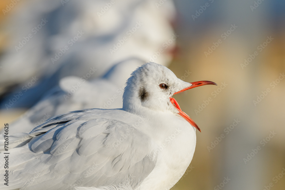 Black-headed Gull (Chroicocephalus ridibundus) portrait in winter. Black-headed Gull (Chroicocephalus ridibundus) portrait in winter.