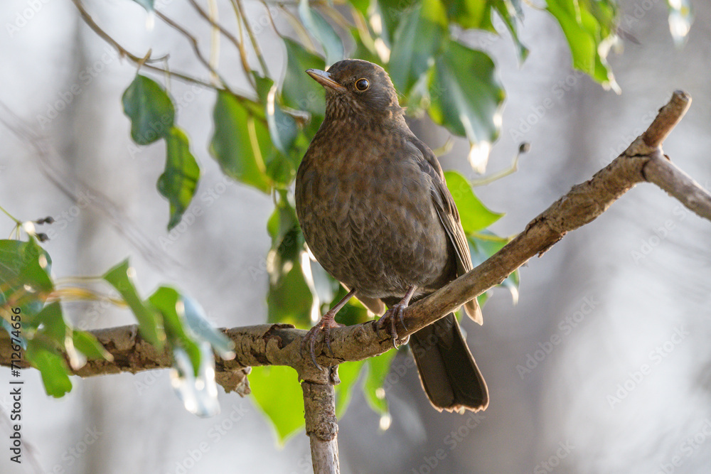 Common Blackbird (Turdus merula) female searching for ivy berries in winter. Common Blackbird (Turdus merula) female searching for ivy berries in winter.