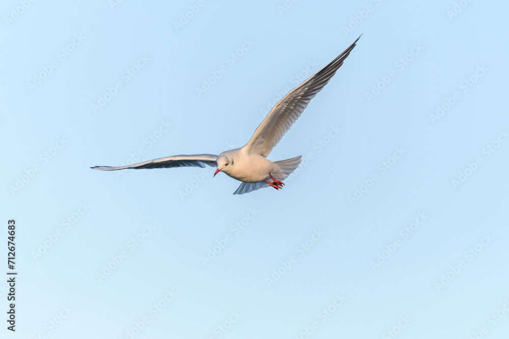 Obraz premium Black-headed Gull (Chroicocephalus ridibundus) in flight in the sky.