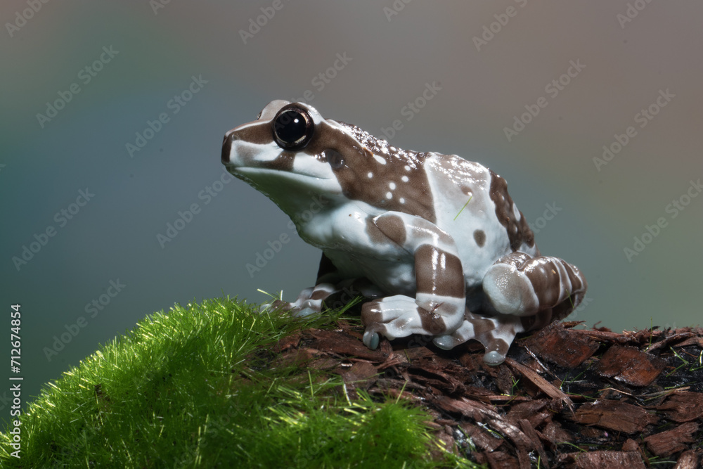 The Mission golden-eyed tree frog or Amazon milk frog (Trachycephalus ...