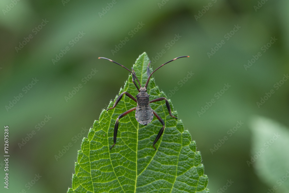 Leptocorisa oratoria, the rice ear bug, is an insect from the family Alydidae, the broad-headed bugs Leptocorisa oratoria, the rice ear bug, is an insect from the family Alydidae, the broad-headed bugs