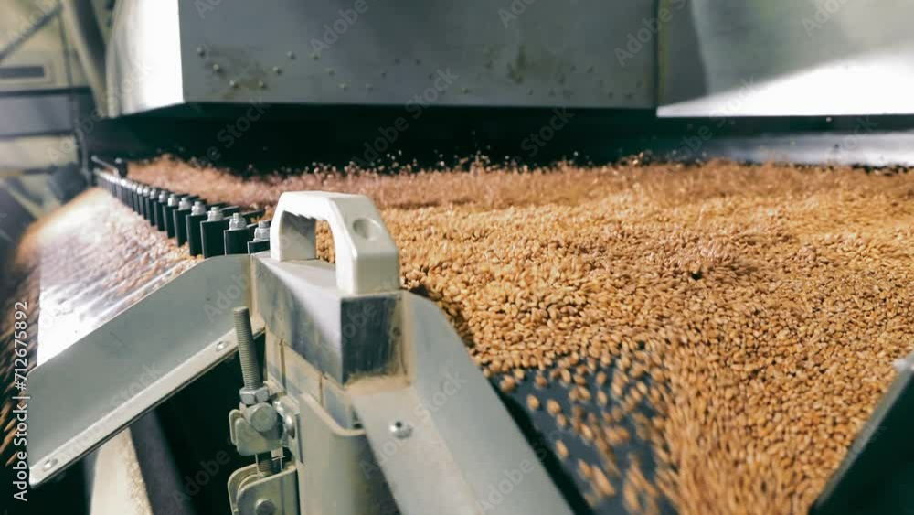 Automated Grain Processing Machinery in Action, Industrial grain processing equipment sorting wheat