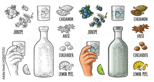 Bottle gin, lime, anise, cardamom, lemon, coriander, juniper. Vintage vector engraving photo