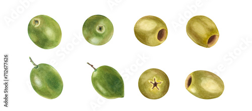 Green and ripe olives set isolated on white background. Watercolor hand drawn botanical illustration. Can be used for menu, product package and food design