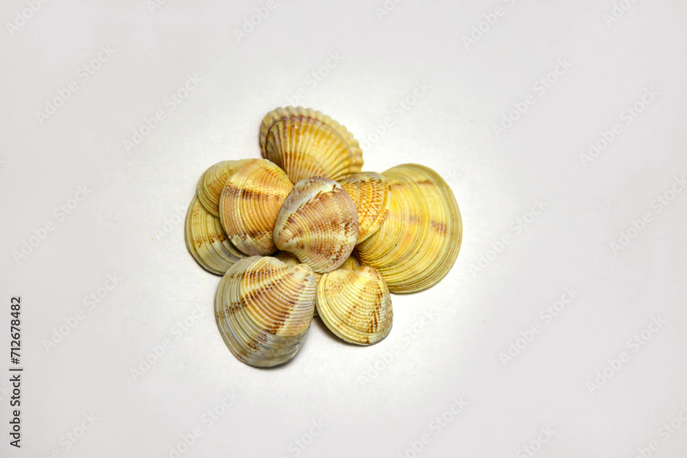 shells in close-up on a white background are figuratively arranged shells in close-up on a white background are figuratively arranged