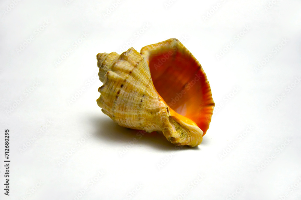 shells in close-up on a white background are figuratively arranged shells in close-up on a white background are figuratively arranged