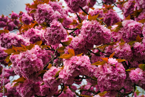 Pink cherry blossom flowers