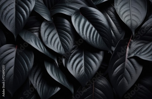 Textures of abstract black leaves for tropical leaf background. Flatlay  dark nature concept  tropical leaf