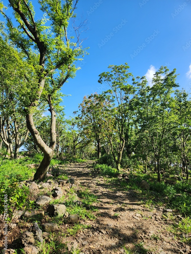 little forest with nature road little forest with nature road
