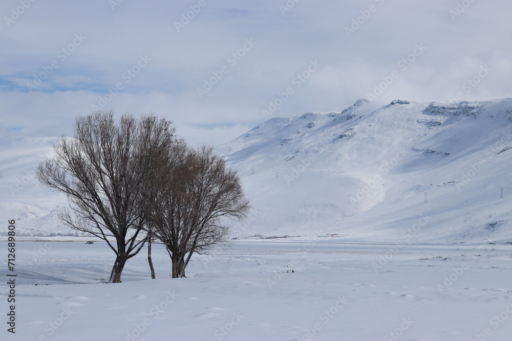 A peaceful winter landscape showcasing bare trees against a pristine snowfield with distant mountains under a calm blue sky. A peaceful winter landscape showcasing bare trees against a pristine snowfield with distant mountains under a calm blue sky.