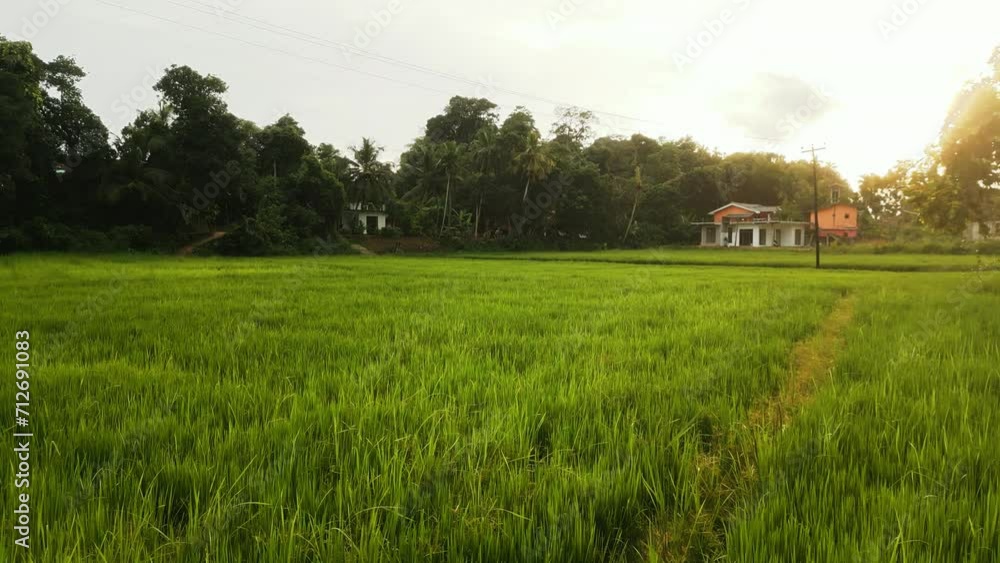 Aerial view glides over lush paddy field sunset foliage tranquil rural scene golden light washes crop tranquil vibe relaxing visuals fertile landscape sustainable farming vibrant eco backdrop Aerial view glides over lush paddy field sunset foliage tranquil rural scene golden light washes crop tranquil vibe relaxing visuals fertile landscape sustainable farming vibrant eco backdrop