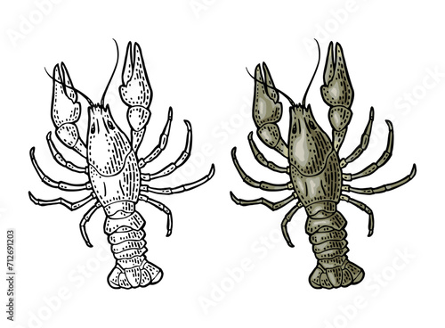 Crayfish isolated on white background. Vector color vintage engraving
