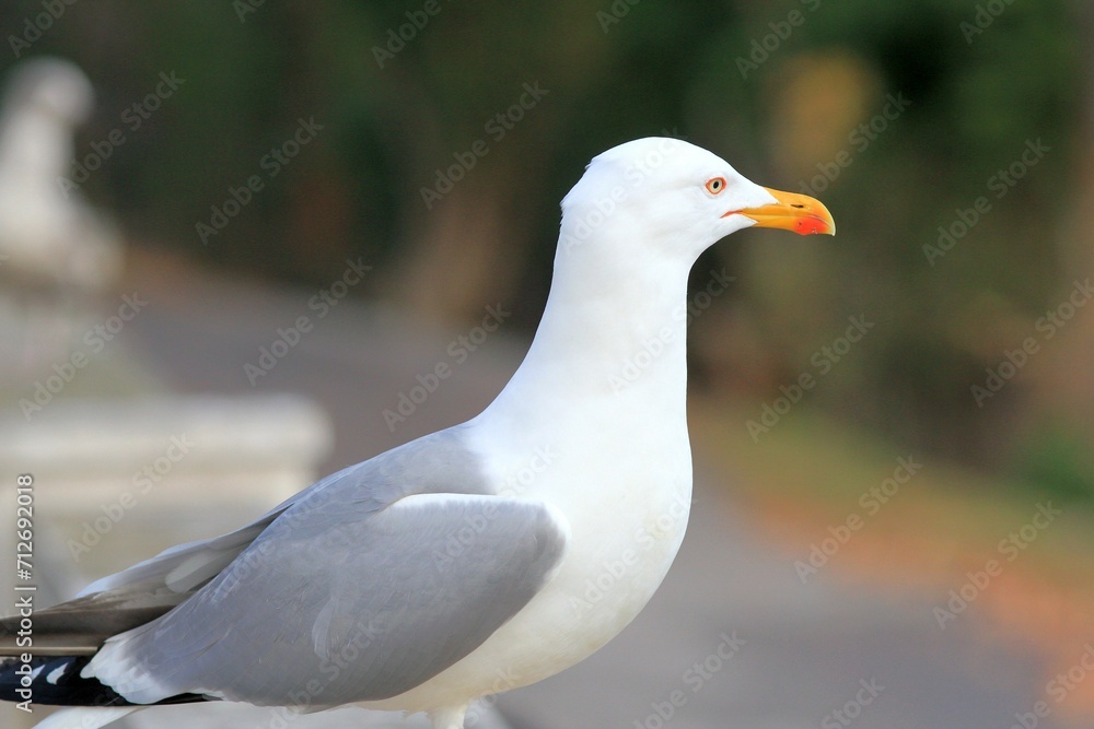 Silver gull Larus argentatus close-up on a blurred background
Silver gull Larus argentatus close-up on a blurred background