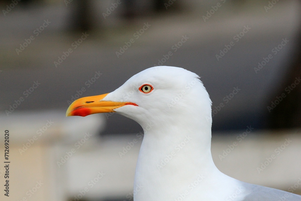Silver gull Larus argentatus close-up on a blurred background
Silver gull Larus argentatus close-up on a blurred background