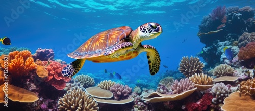 Oceanic video of a sea turtle in its natural habitat amongst vibrant coral reef.