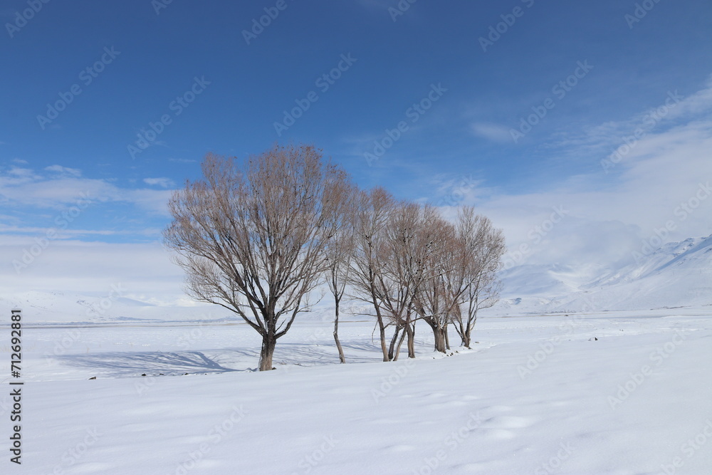Fototapeta premium A tranquil winter scene with three leafless trees standing resilient against a vast expanse of snow, under a soft blue sky dotted with white clouds.