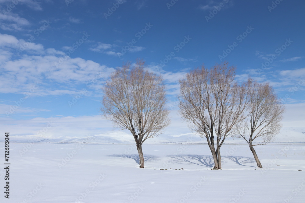 A tranquil winter scene with three leafless trees standing resilient against a vast expanse of snow, under a soft blue sky dotted with white clouds. A tranquil winter scene with three leafless trees standing resilient against a vast expanse of snow, under a soft blue sky dotted with white clouds.