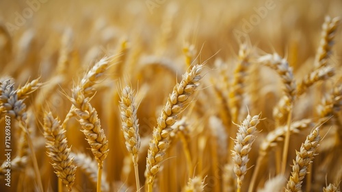 field of wheat macro shot     