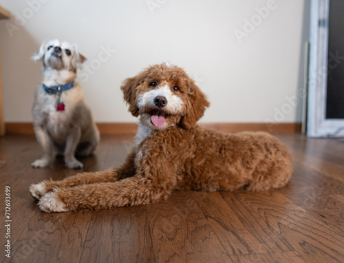 Golden Doodle and Dogs Sitting Hardwood Floor © Ashley