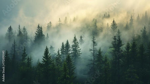 Dense Forest Blanketed in Enveloping Fog  a