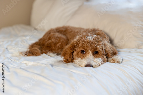 Puppy Dog Resting Sleepy on Bed