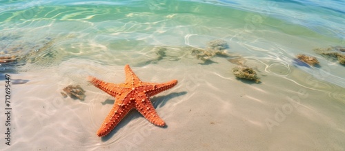 Sea star in Nungwi, Zanzibar, Tanzania