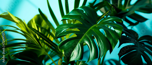 A horizontal image of bright green tropical leaves illuminated by light creating beautiful shadows on the wall. It can be used as a background for websites, promotional materials or as a decorative el