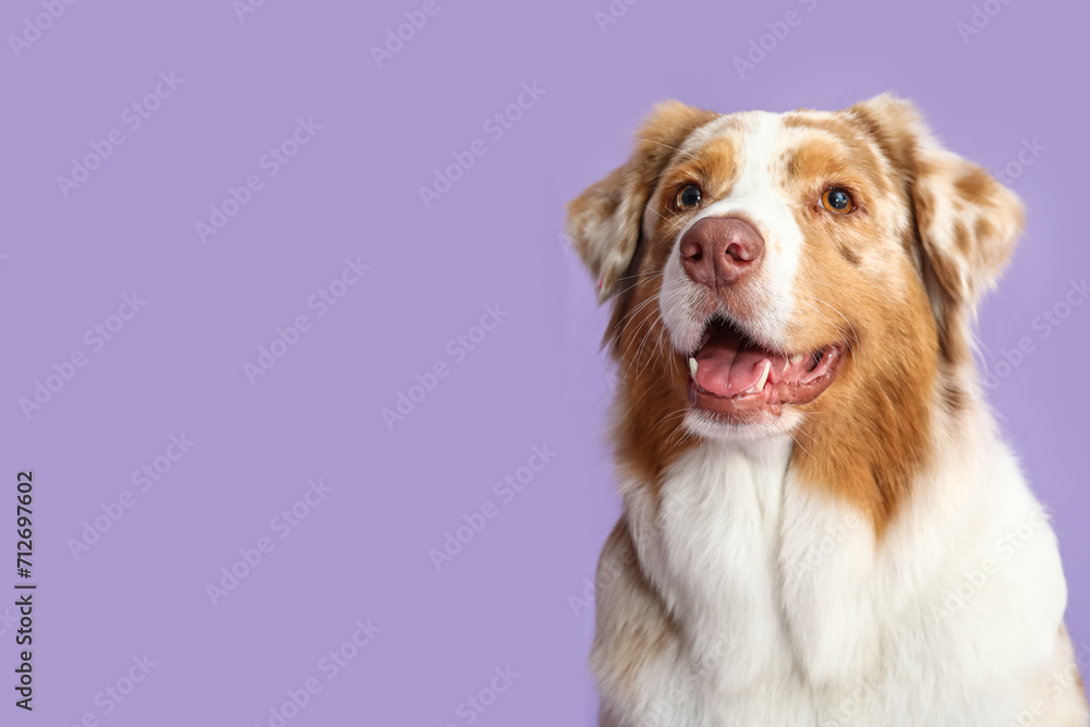 Cute Australian Shepherd dog on lilac background, closeup