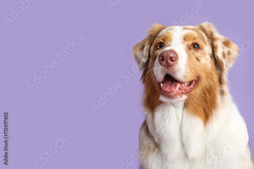 Cute Australian Shepherd dog on lilac background, closeup