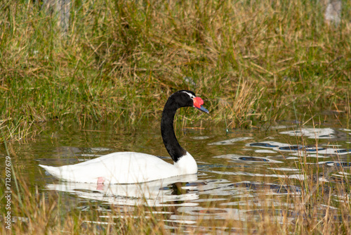 Cisne de cuello negro (Cygnus melancoryphus) en el lago