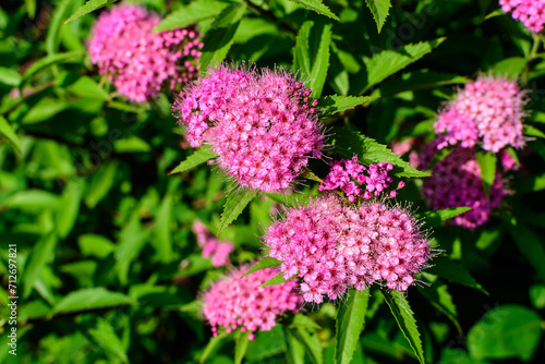Close up of large branch with delicate pink flowers of Spiraea nipponica genpei shrub in full bloom and a small Green June Bug, beautiful outdoor floral background of a decorative plant.