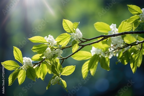 Early spring, a branch of a...