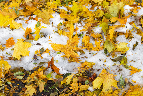 autumn leaves lie on white snow in the park