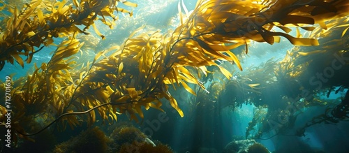 The kelp leaves change color from sunlight.