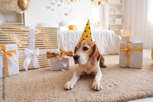 Cute Beagle dog in party ha...