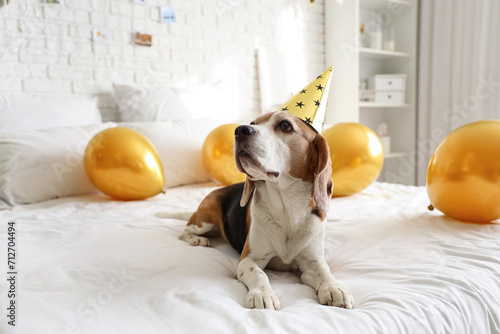 Cute Beagle dog with party ...