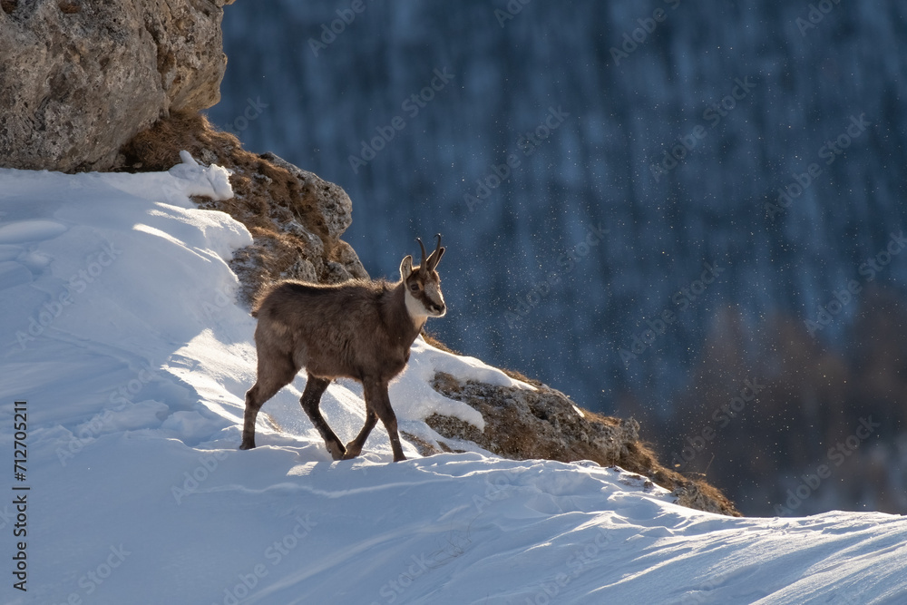 Winter scene of an alpine chamois or wild mountain goat (Rupicapra rupicapra) walking on a snowy crest against forest background on a windy winter day, Italian Alps.