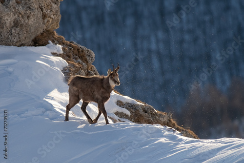 Obraz na płótnie Winter scene of an alpine chamois or wild mountain goat (Rupicapra rupicapra) walking on a snowy crest against forest background on a windy winter day, Italian Alps. w salonie