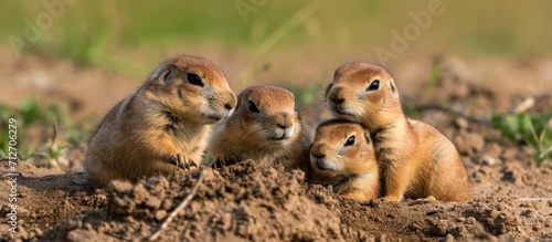 Black Tailed Prairie Dog babies engaging in activities at their habitat in Custer State Park, South Dakota, captured through nature photography. photo