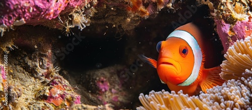 Tomato clownfish confronts intruder while hiding for protection.