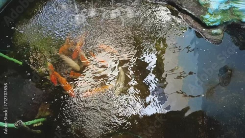 Koi fish swim freely in a flowing pond