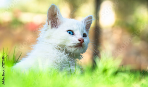 Quadro em tela Turkish Van Cat
