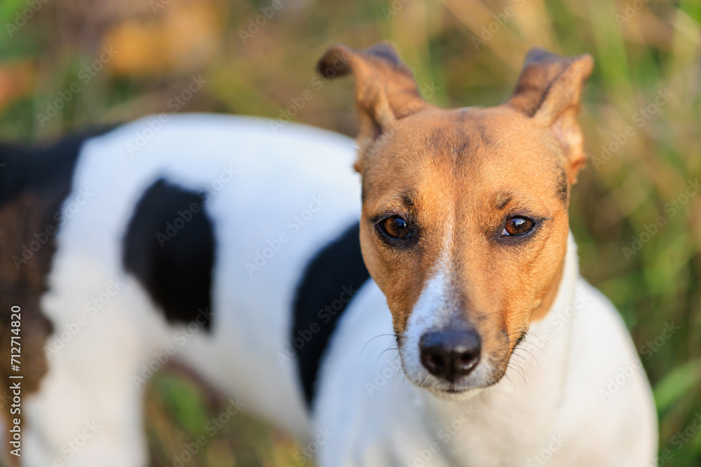 Cute Jack Russell Terrier dog enjoying a walk in the fresh air. Pet portrait with selective focus and copy space