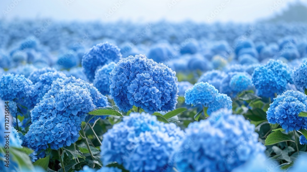 blue hydrangeas, forming a cool and refreshing floral backdrop generative ai blue hydrangeas, forming a cool and refreshing floral backdrop generative ai