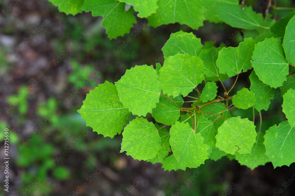 Green aspen leaves. Green aspen leaves.